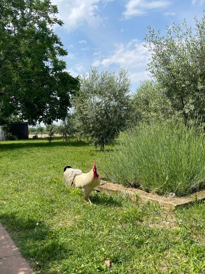 Agriturismo Monteroseo Bedizzole Extérieur photo